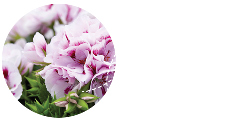 Großartige Blüten und Farben