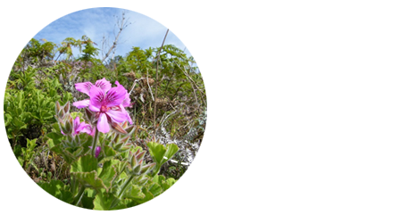 Die Edelgeranie in der Natur