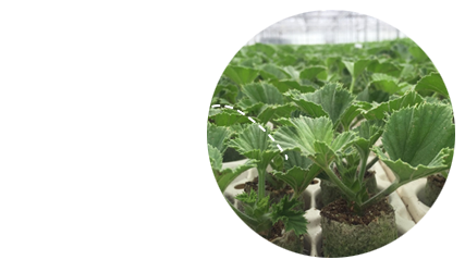 Jonge planten kwekerij Hendriks Young Plants