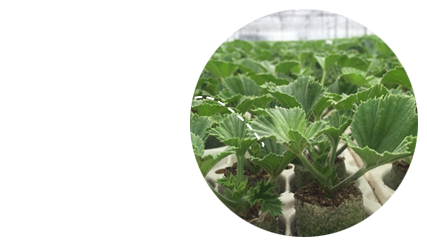 Jonge planten kwekerij Hendriks Young Plants