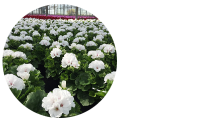 De franse geranium in bloei